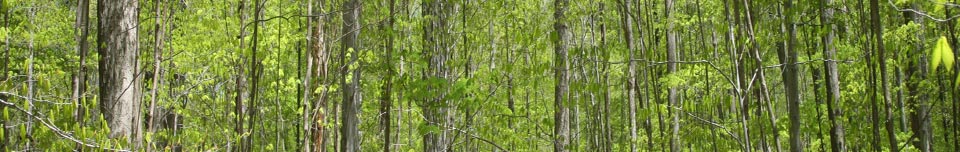 springtrees_web